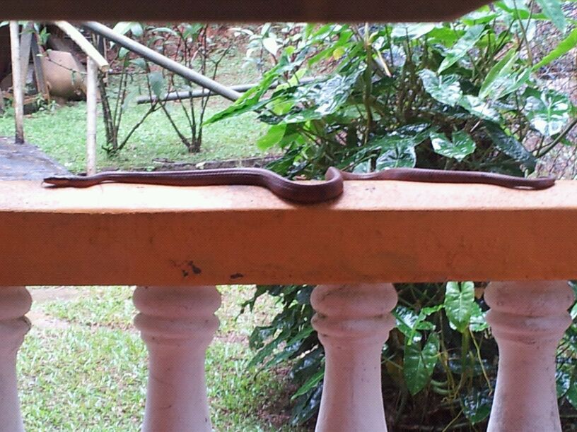 red snake in Cerro Azul